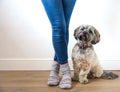 Cute Hairy Dog Sitting Next To A Girl Wearing Jeans
